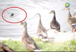 鸭子视频,趣味横生的动物世界瞬间