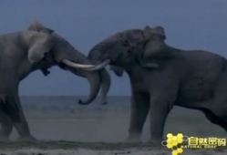 大象的视频,温馨瞬间捕捉