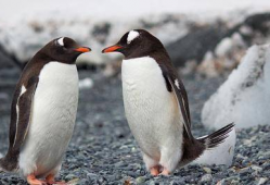 人和人交配视频,交配视频背后的科学启示