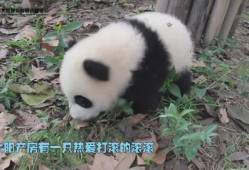 熊猫搞笑视频,萌化你的每一天