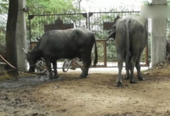 大猩猩交配视频高清,高清交配视频揭秘神秘生活